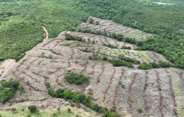 Goiás lidera redução do desmatamento no Brasil em 2024, com queda de 71,9%