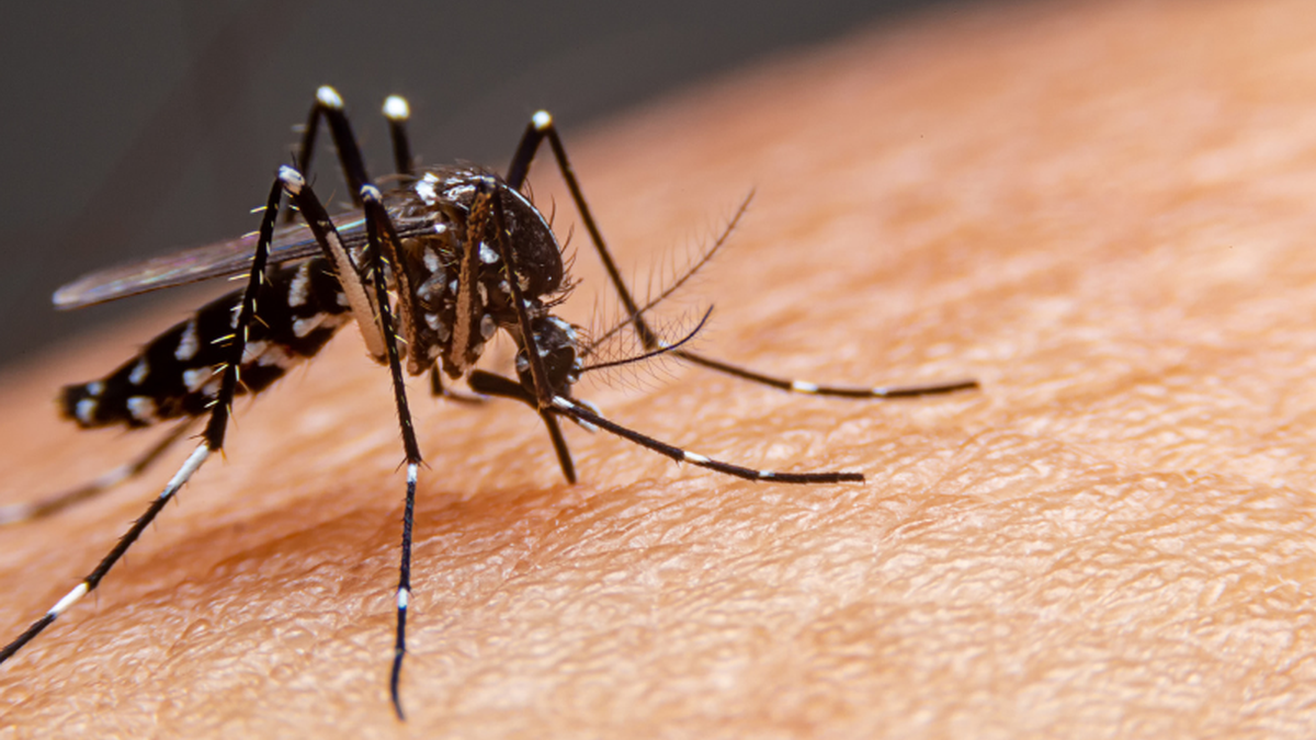 El Niño pode aumentar casos de dengue, zika e outras doenças infecciosas no Brasil